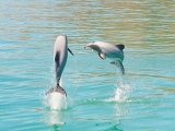 Hectors Dolphins jumping in Akaroa Harbour